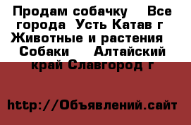 Продам собачку  - Все города, Усть-Катав г. Животные и растения » Собаки   . Алтайский край,Славгород г.